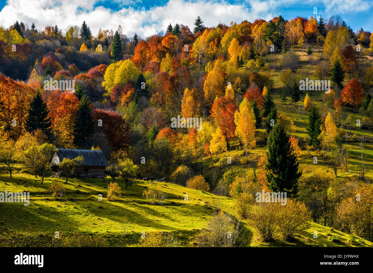 Holzhaus im Herbst Wald aufgegeben. schöne ländliche Landschaft auf sonnigen Sonnenuntergang Stockfoto