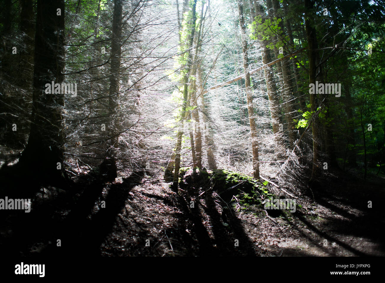 Die Wälder in den Scottish Borders, helles Licht durch den dunklen Wald zu glänzen. Stockfoto