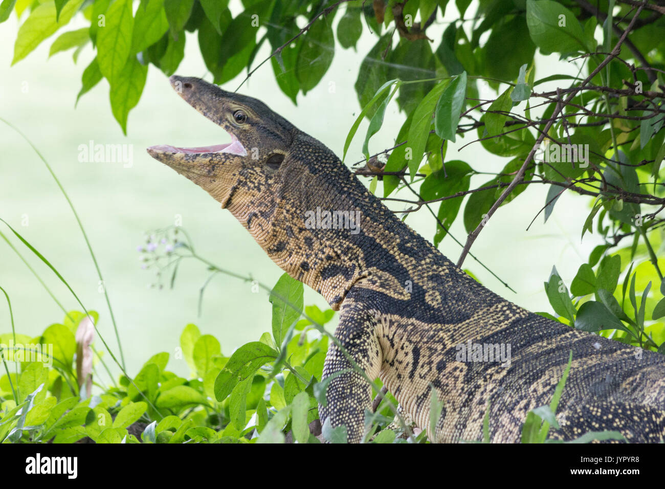 Waran (Varanus Salvator), Lumphini Park, Bangkok, Thailand Stockfoto