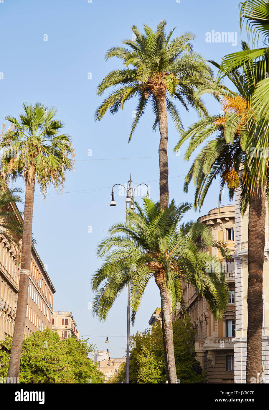 Palmen gegen den blauen Himmel in den Straßen von Rom, Italien Stockfoto