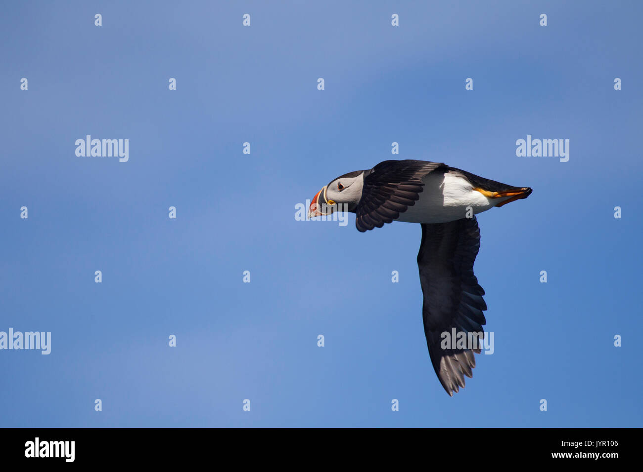 Papageitaucher im Flug Stockfoto