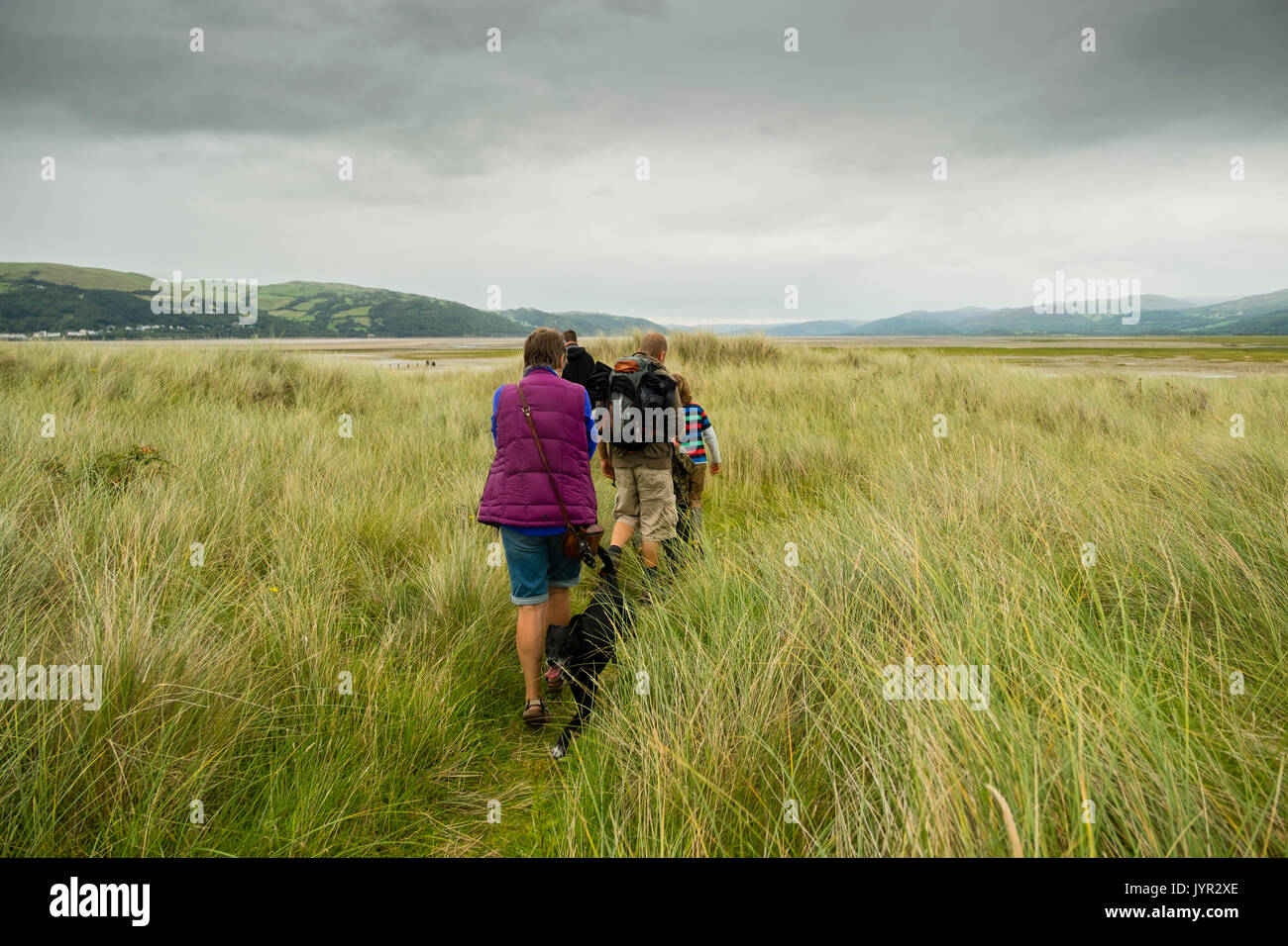 Eine Gruppe von Menschen, die von einer natürlichen Ressourcen Wales (NRW) Wärter, Futter für wilde Marsh Queller (salicornia) und anderen Lebensmitteln wächst an der Küste und Sumpfgebiete an ynyslas Naturschutzgebiet im Dyfi Biosphäre in Mid Wales UK Stockfoto