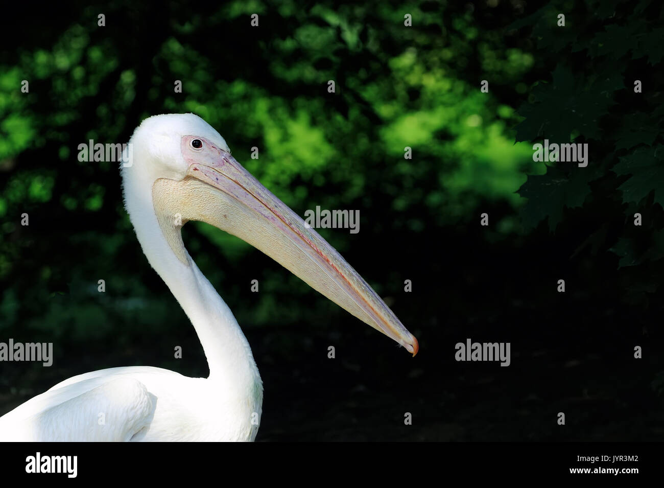 Pelikan oder rosa Pelikan auf dunklem Hintergrund Stockfoto