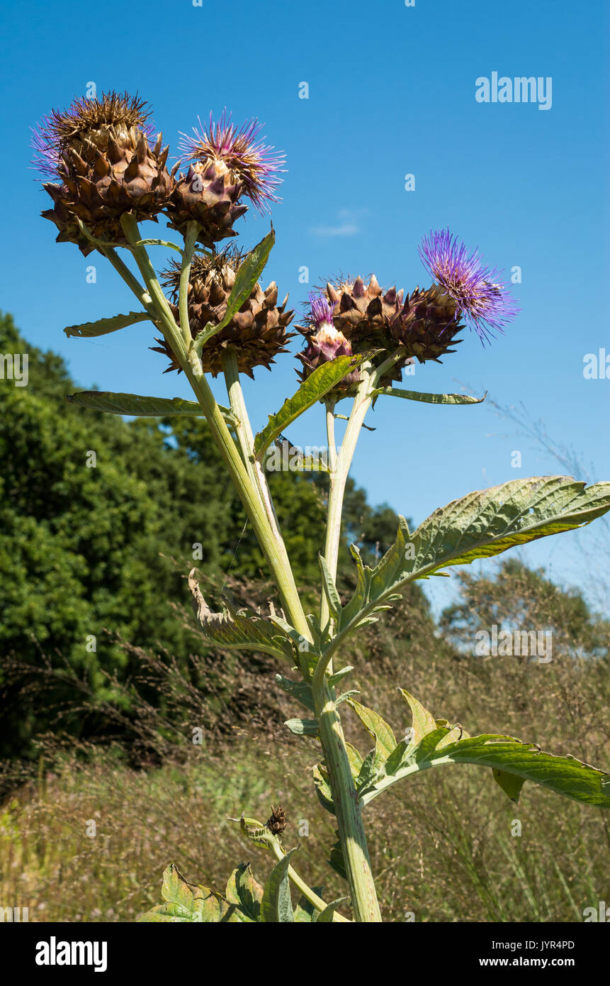 Werk (Cynara Cardunculus cardoon oder Cynara Scolymus) oder Artischocke/Artischocke Thistle mit lila Blüten Stockfoto