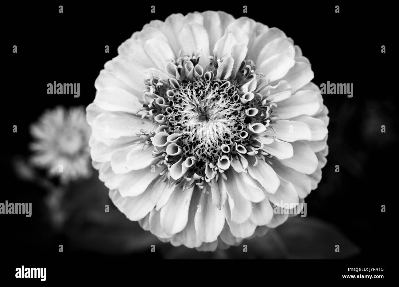 Nahaufnahme der Blüte von Zinnia elegans, Königin Kalk Blüte in Schwarz und Weiß Stockfoto