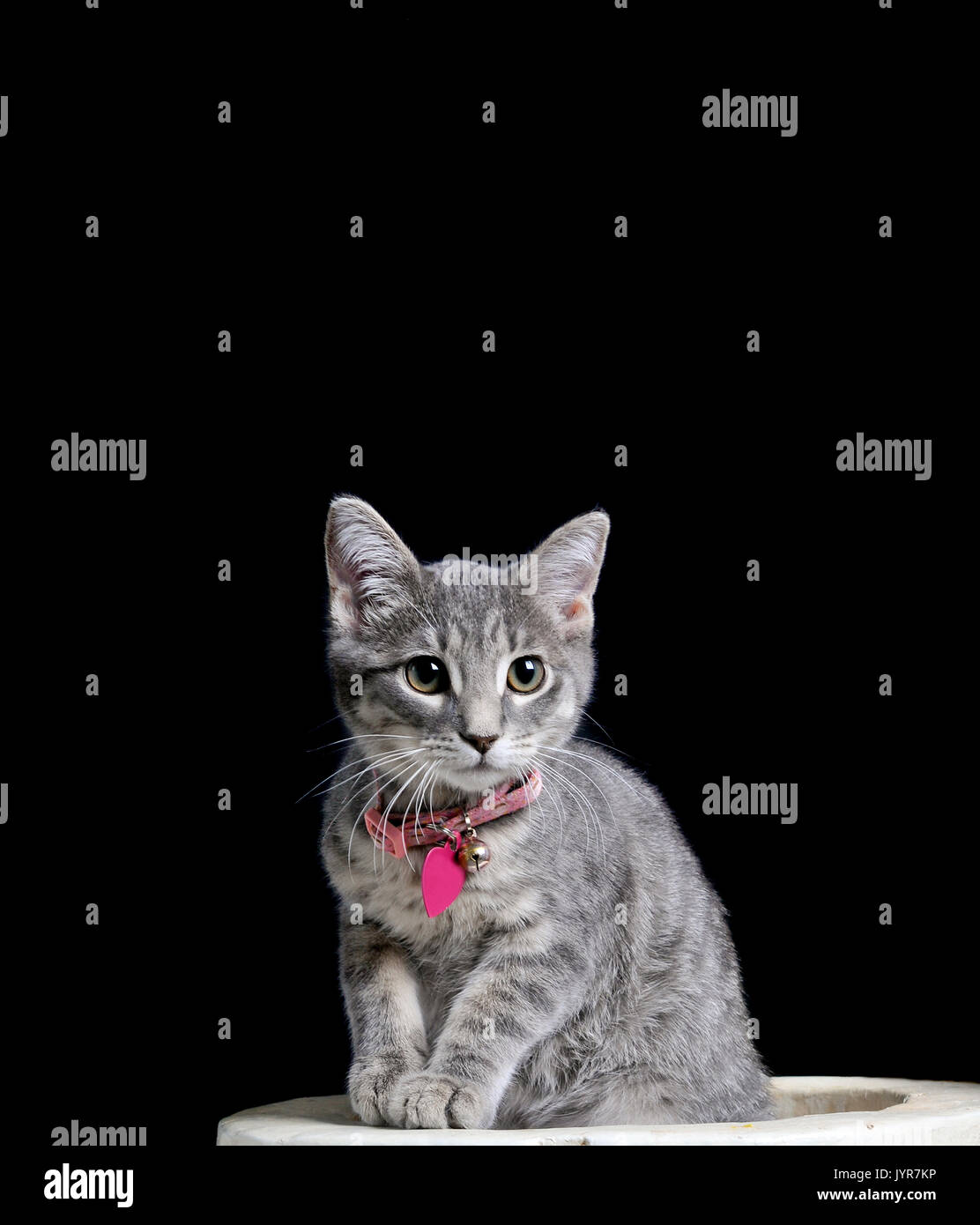 Cute grau junge Kätzchen mit Kragen und Tag sitzen in Halloween prop starrte auf Kamera isoliert auf Schwarz mit kopieren. Stockfoto