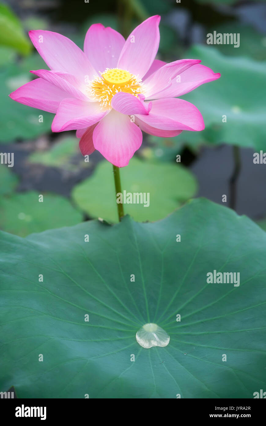 Pink Lotus Blüte in den Teich mit Biene, das ist die Blume symbolisiert