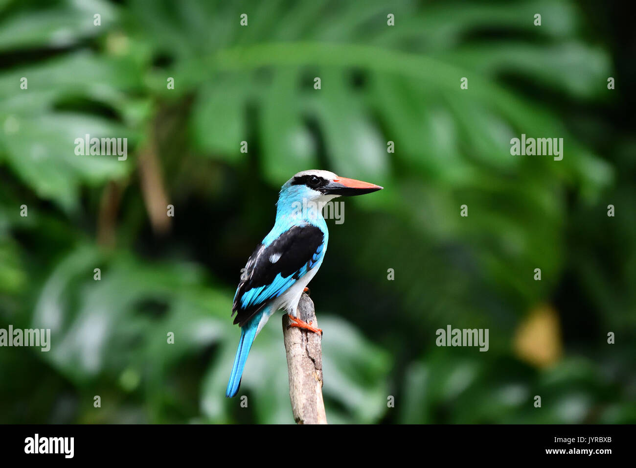 Ein Wald Kingfisher auf den Ast Stockfoto