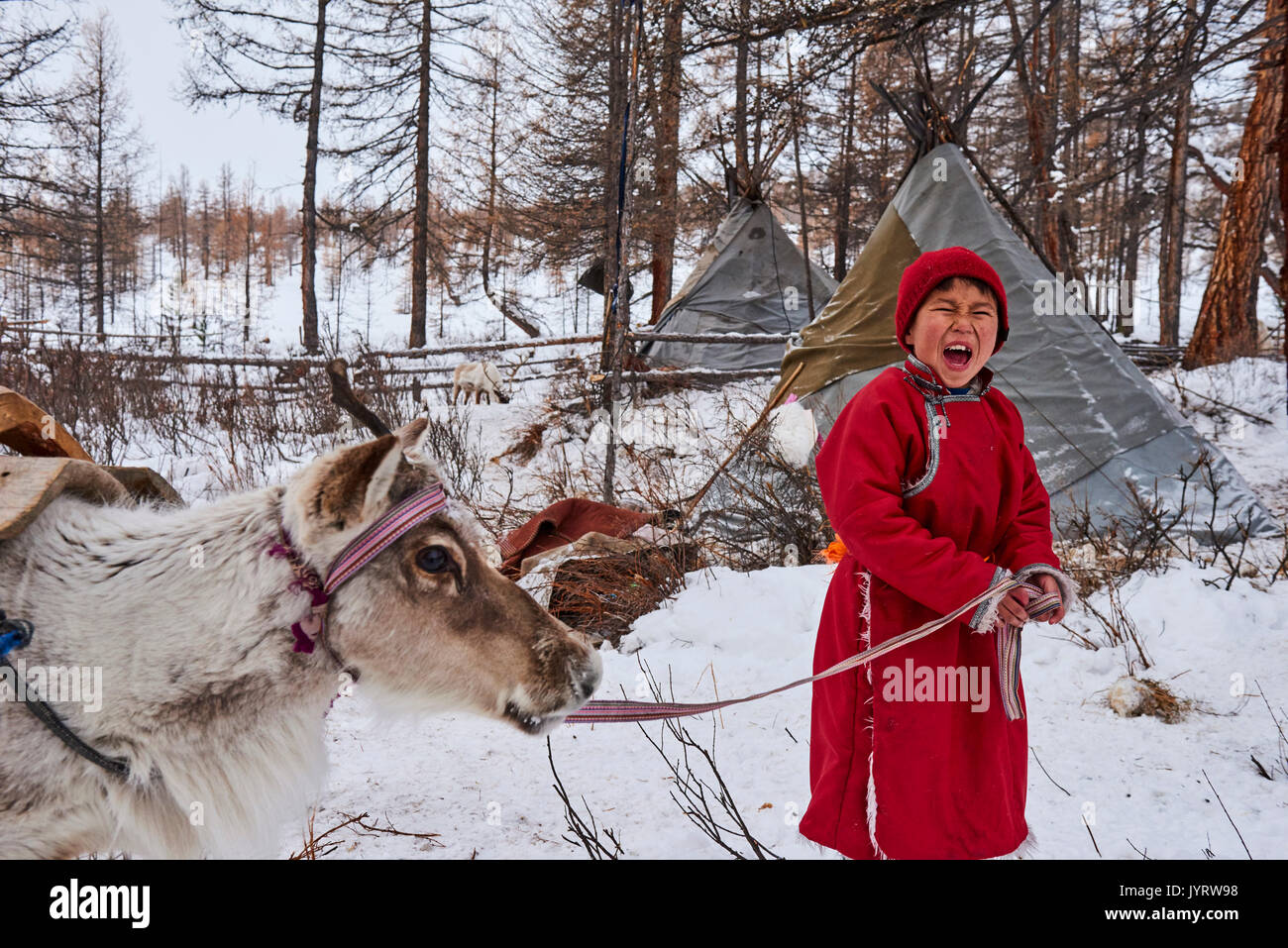 Totes Rentier Rentiere junges tier -Fotos und -Bildmaterial in hoher Auflösung – Alamy