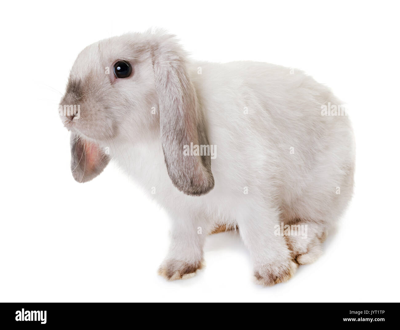 Mini Lop vor weißem Hintergrund Stockfoto