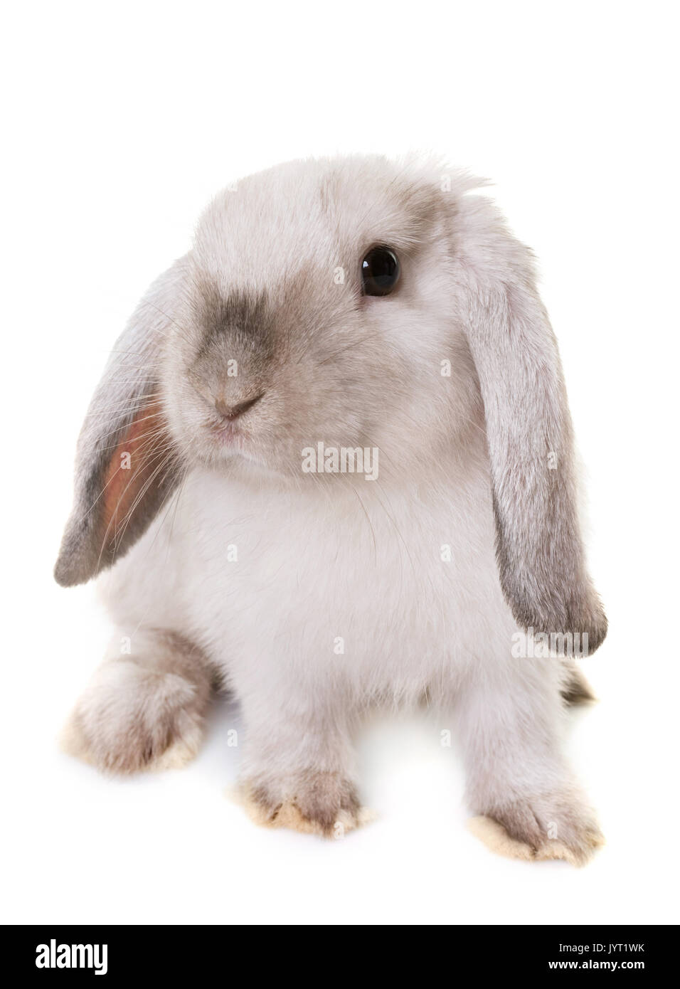 Mini Lop vor weißem Hintergrund Stockfoto