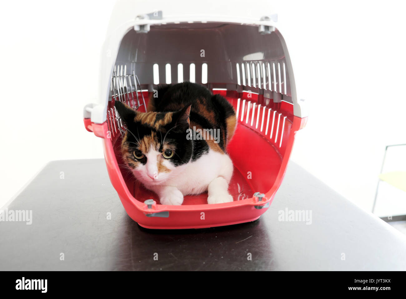 Katze mit einem verletzten Bein in eine rote Katze Korb sitzen auf einen Tisch warten an einer tierärztlichen Chirurgie in London UK KATHY DEWITT behandelt werden Stockfoto