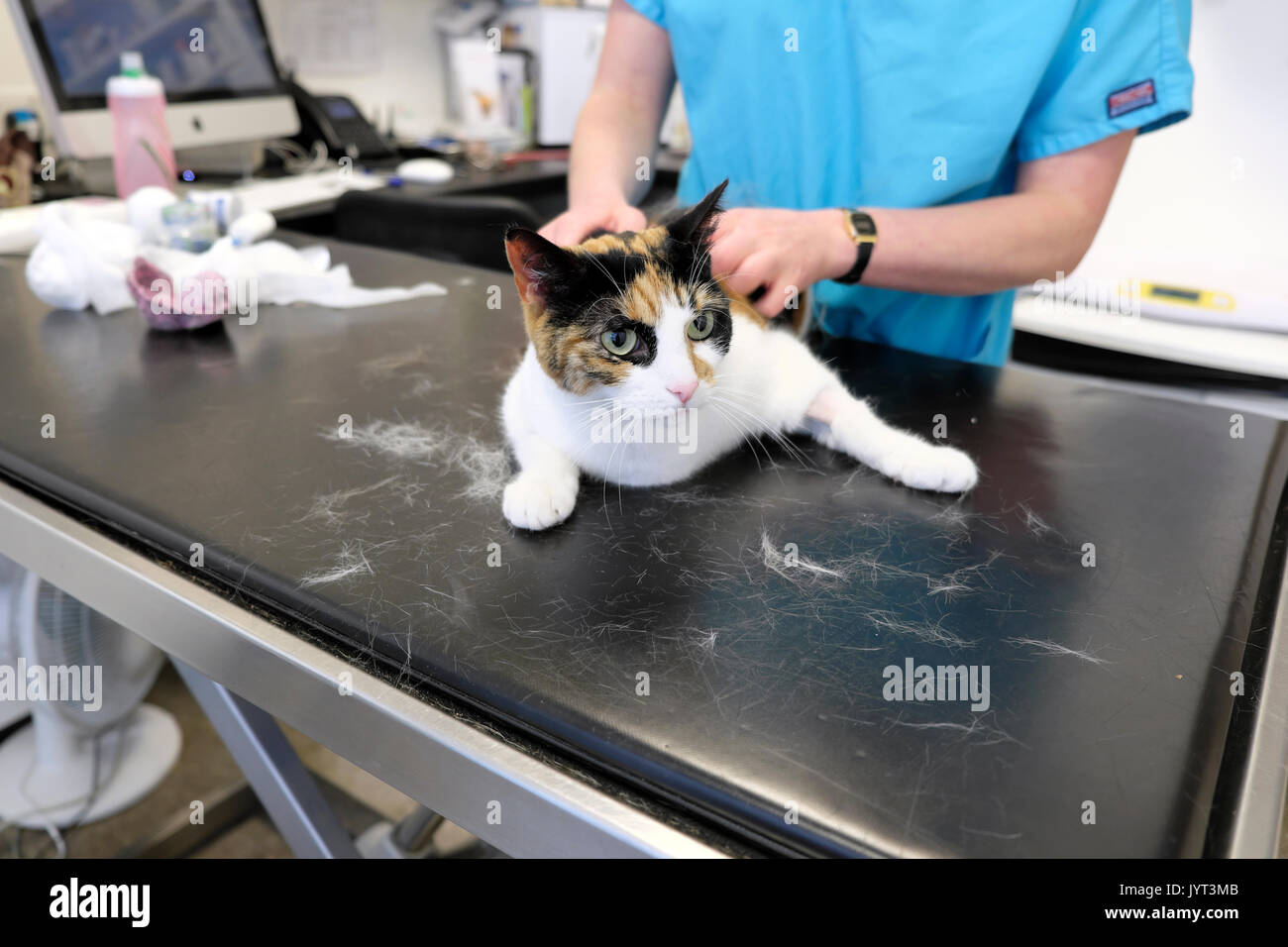 Katze mit einem verletzten Bein lag auf einem Tisch zu einer tierärztlichen Klinik in London UK KATHY DEWITT behandelt Stockfoto