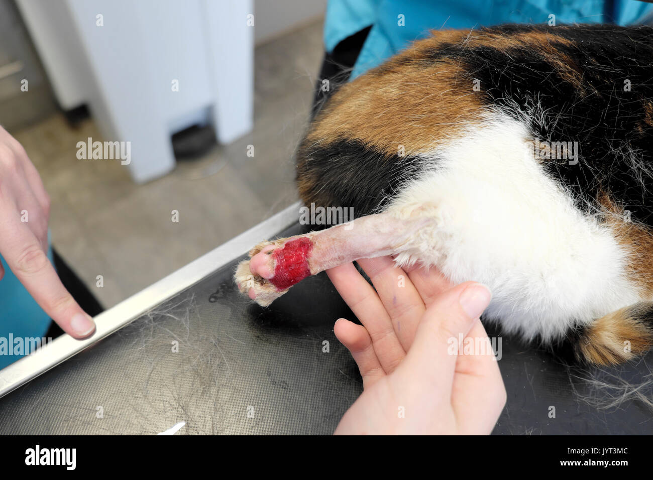 Katze mit einem verletzten Bein an einen Tierarzt Chirurgie in London UK KATHY DEWITT behandelt Stockfoto