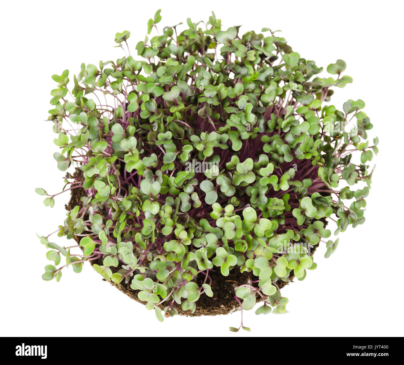 Rotkohl, frischen Sprossen und junge Blätter von oben. Essbare pflanzliche und microgreen. Auch als lila Kohl, rote oder blaue Kraut Kraut bekannt. Stockfoto