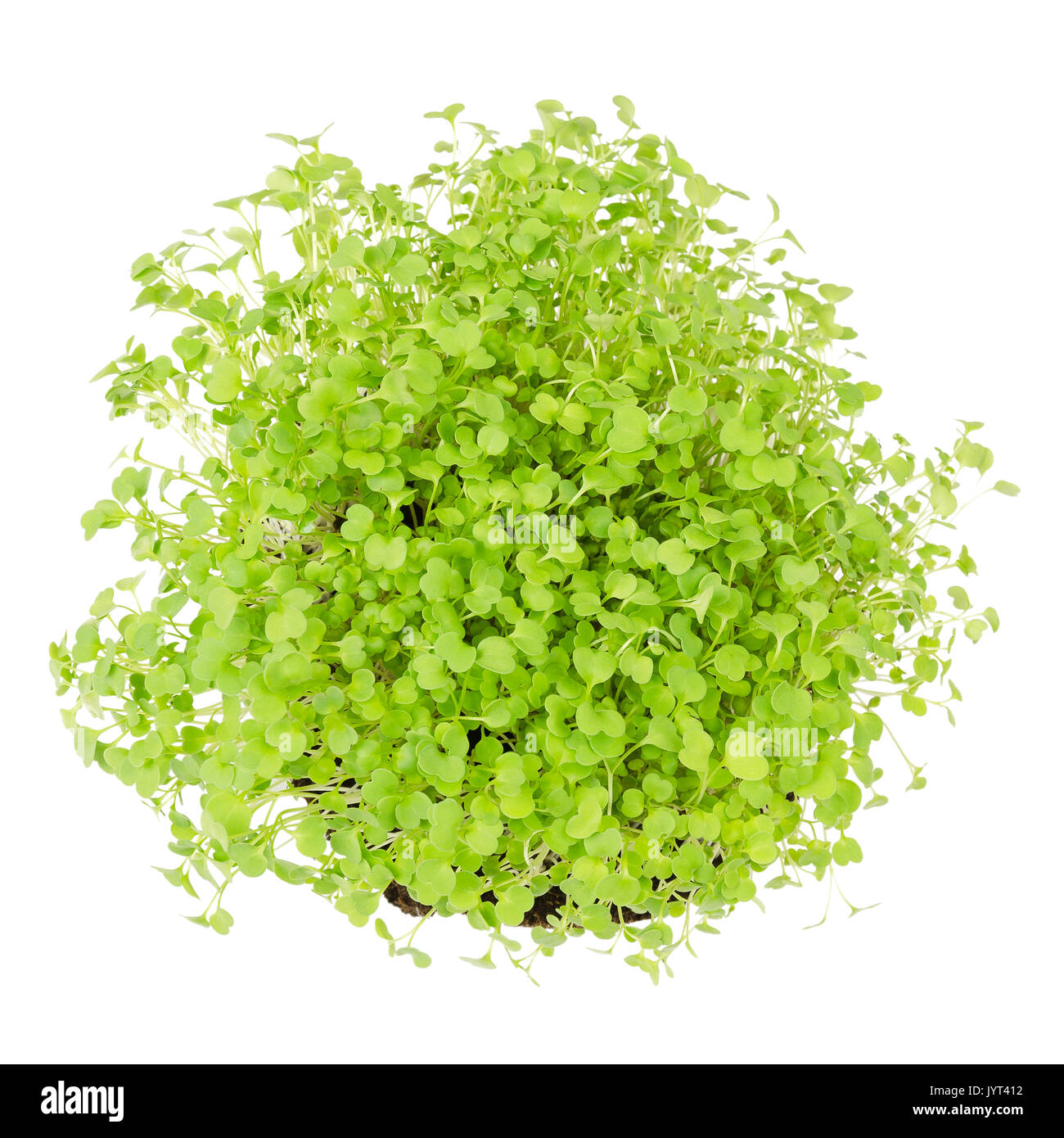 Rucola, frischen Sprossen und junge Blätter von oben auf weißem Hintergrund. Genießbare Salat Gemüse- und microgreen. Auch als Rucola oder Rucola bekannt. Stockfoto
