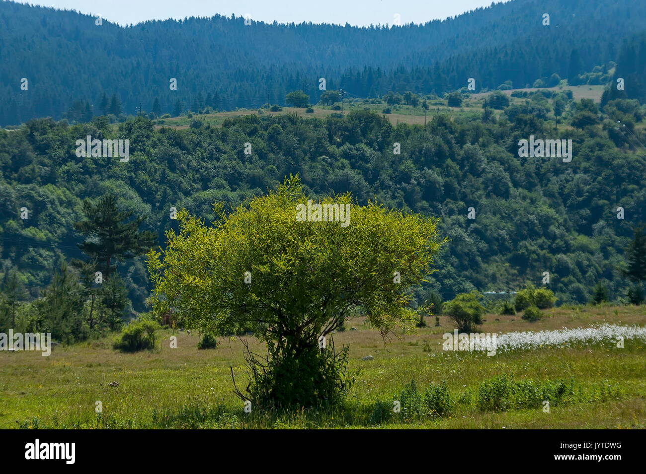 Majestic Mountain Top mit Nadelwald bewachsen, einzelnen Baum und Glade, Rila Gebirge, Bulgarien Stockfoto