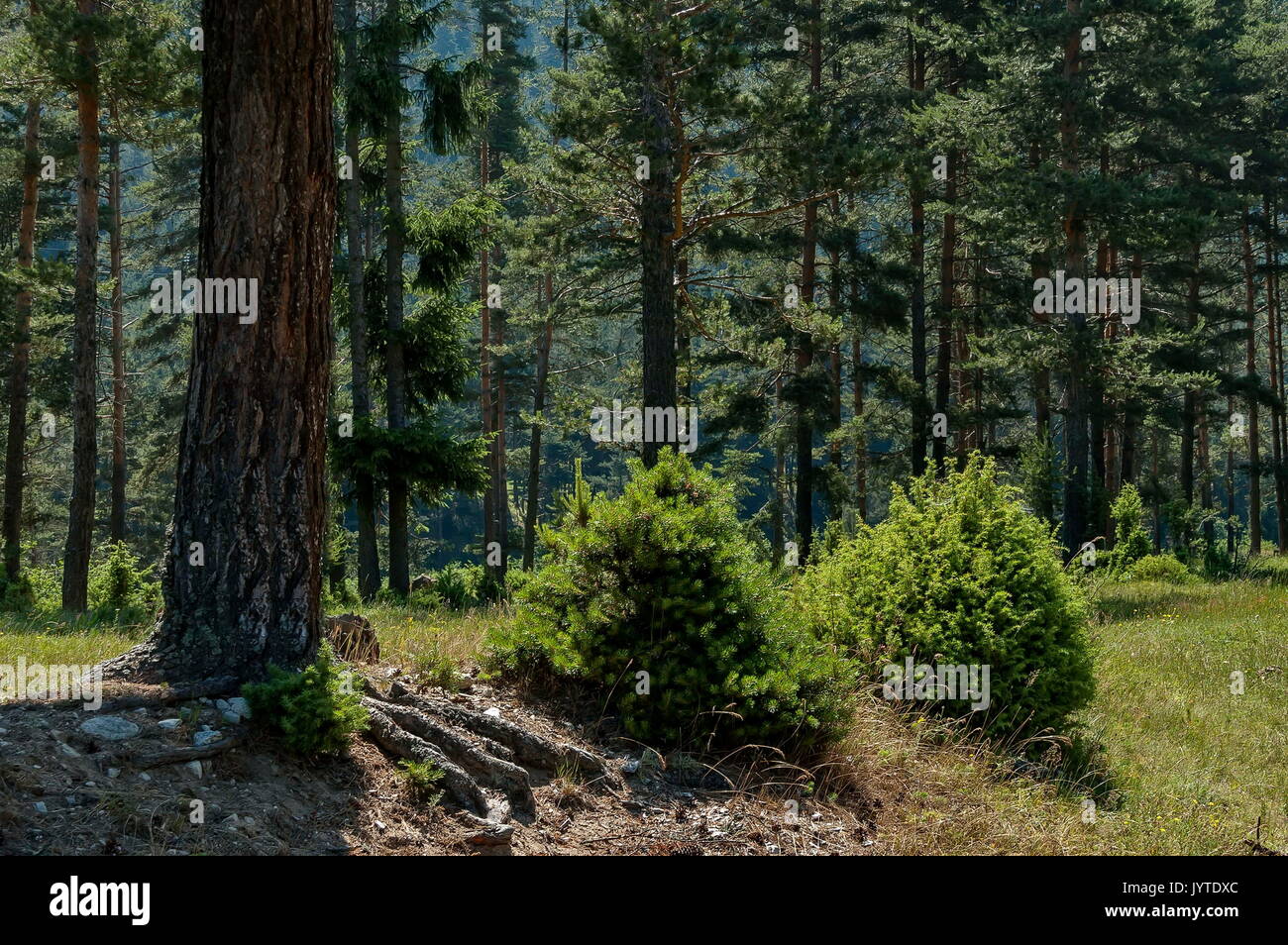 Sunlit Nadelwald und Glade im Rila Gebirge, Bulgarien, Europa Stockfoto