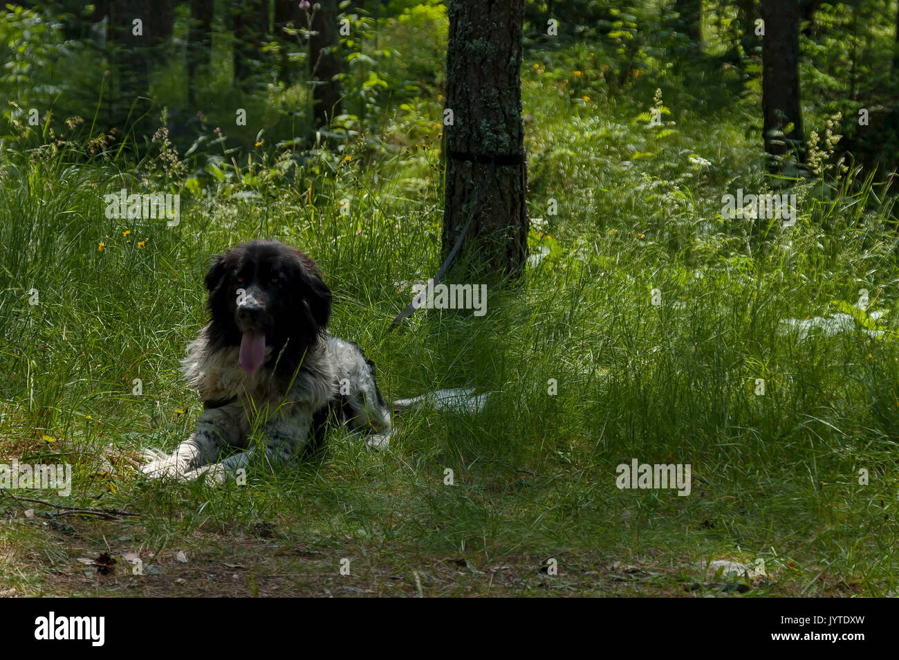 Berglandschaft mit Nadelwald, Glade und großer Hund im Rila Gebirge, Bulgarien Stockfoto