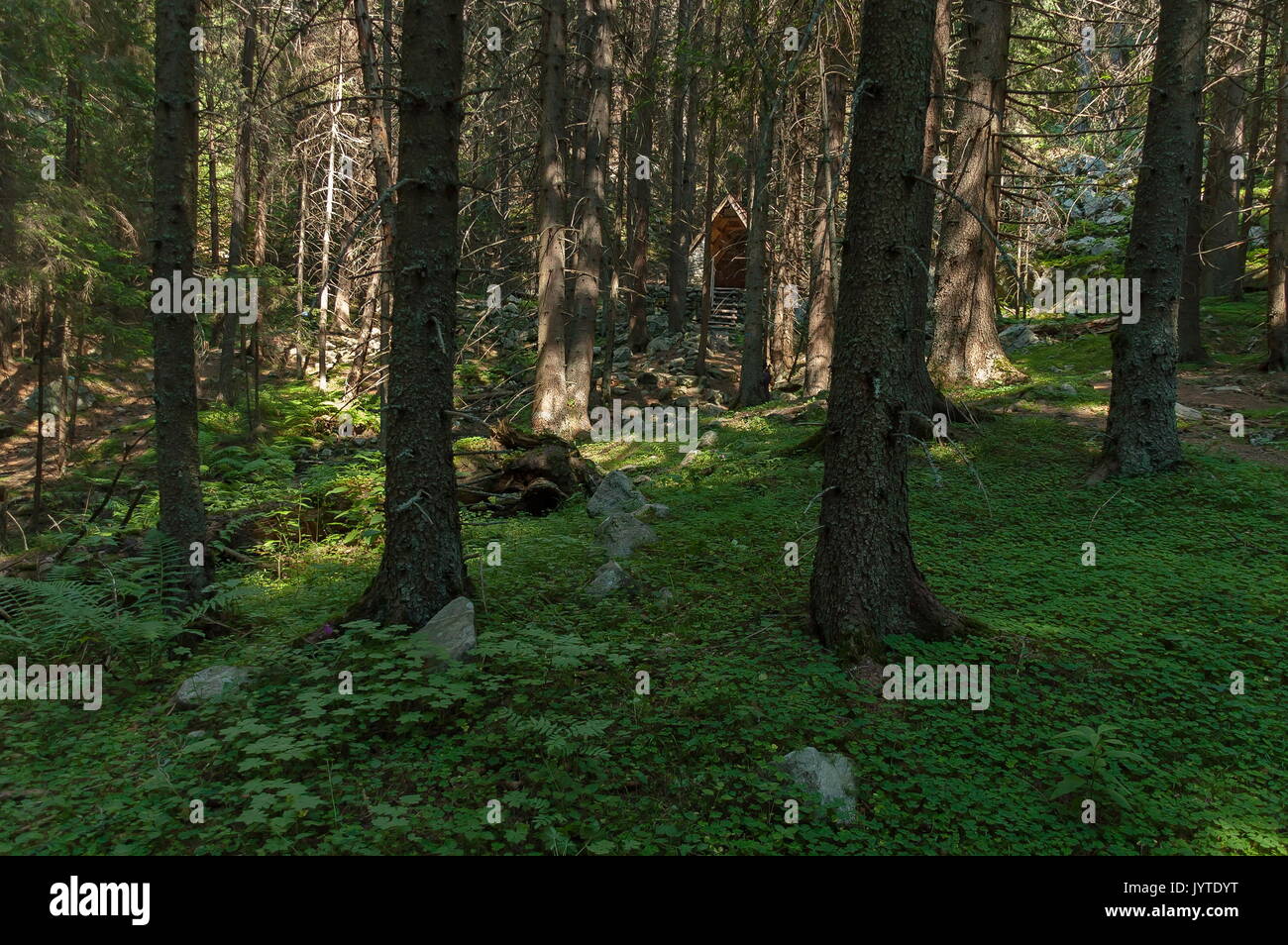 Sunlit Nadelwald, Tierheim und Glade im Rila Gebirge, Bulgarien, Europa Stockfoto