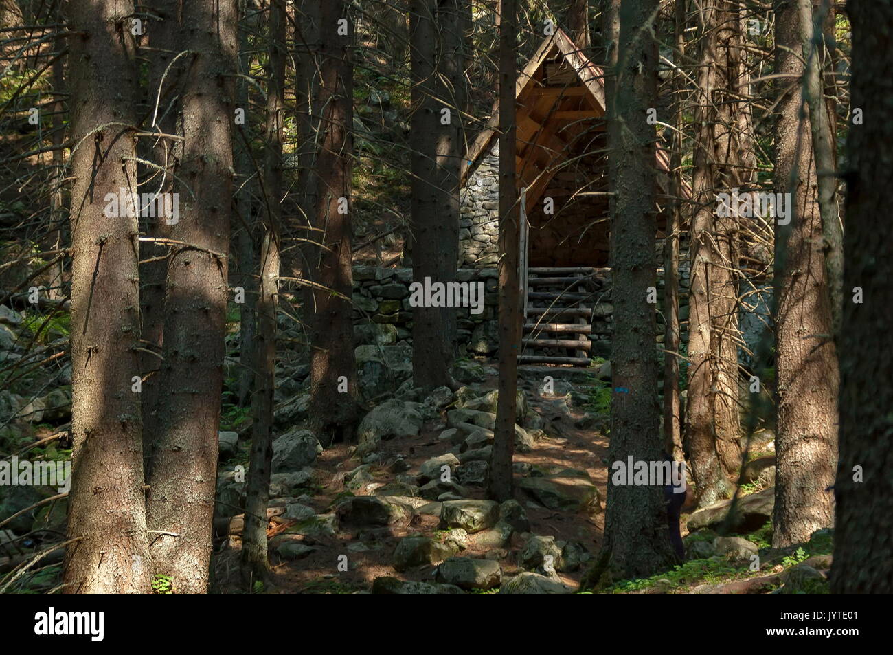 Sunlit Nadelwald, Tierheim und Glade im Rila Gebirge, Bulgarien, Europa Stockfoto