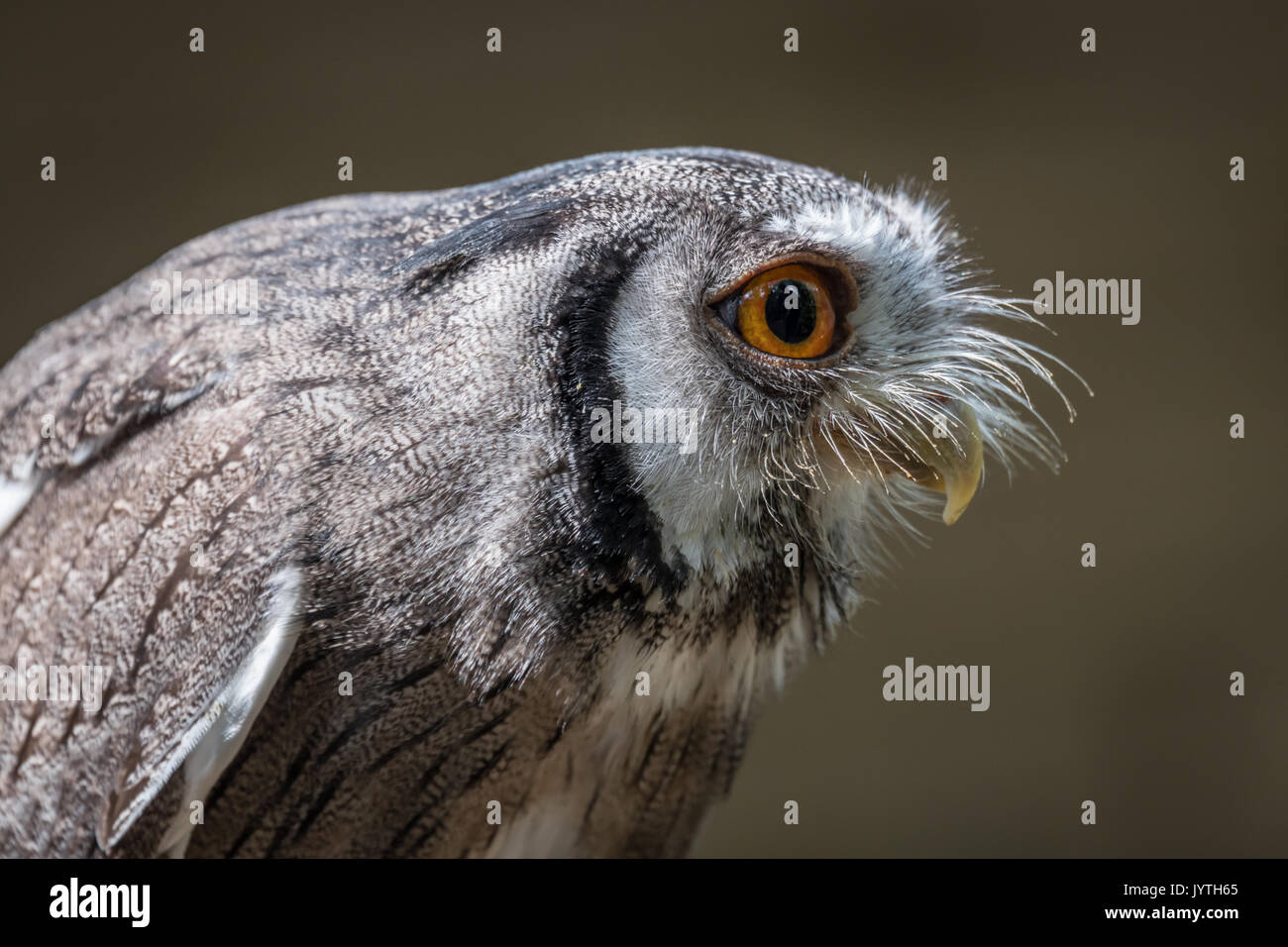 Close up Profil Foto von einem Indischen scops owl Otus bakkamoena Schiefen und starrte auf der rechten Seite Stockfoto