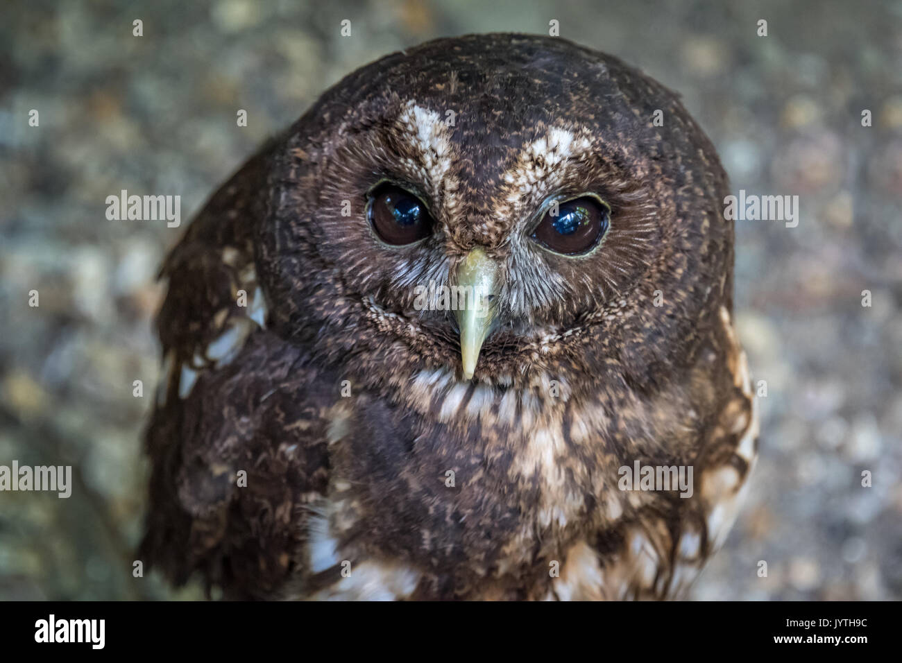 Eine Nahaufnahme portrait einer Woodfords Eule Strix woodfordii auch bekannt als die afrikanischen Holz Eule bis auf den Betrachter auf der Suche Stockfoto