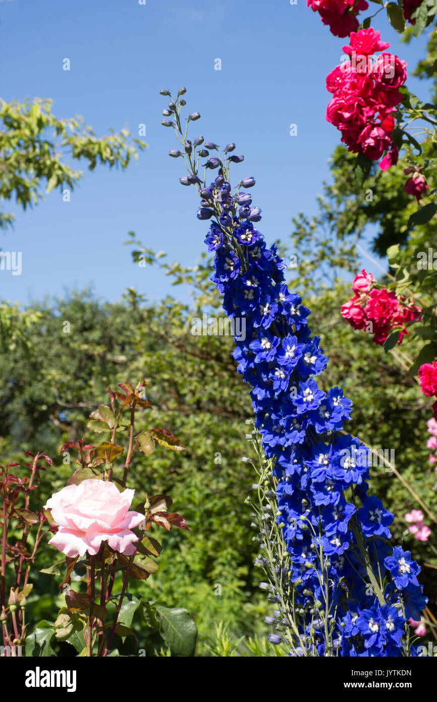 Nahaufnahme der blaue Blüten mit weißer Mitte in einem Rittersporn mit einem rosa Rose auf der linken und eine wilde Rose Bush auf der rechten Seite. Stockfoto