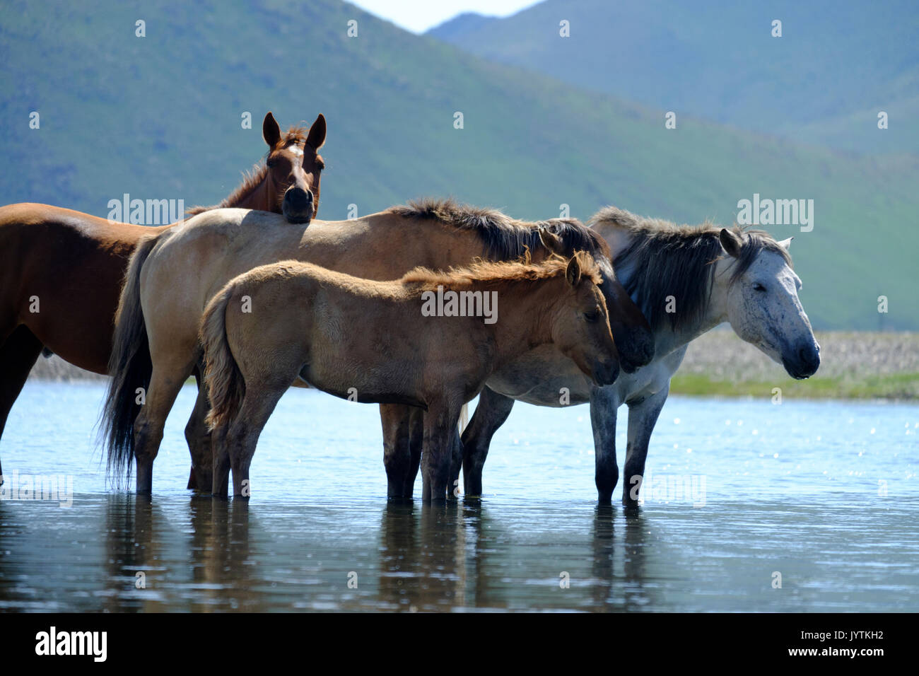 Pferde, die in einem Fluss Stockfoto