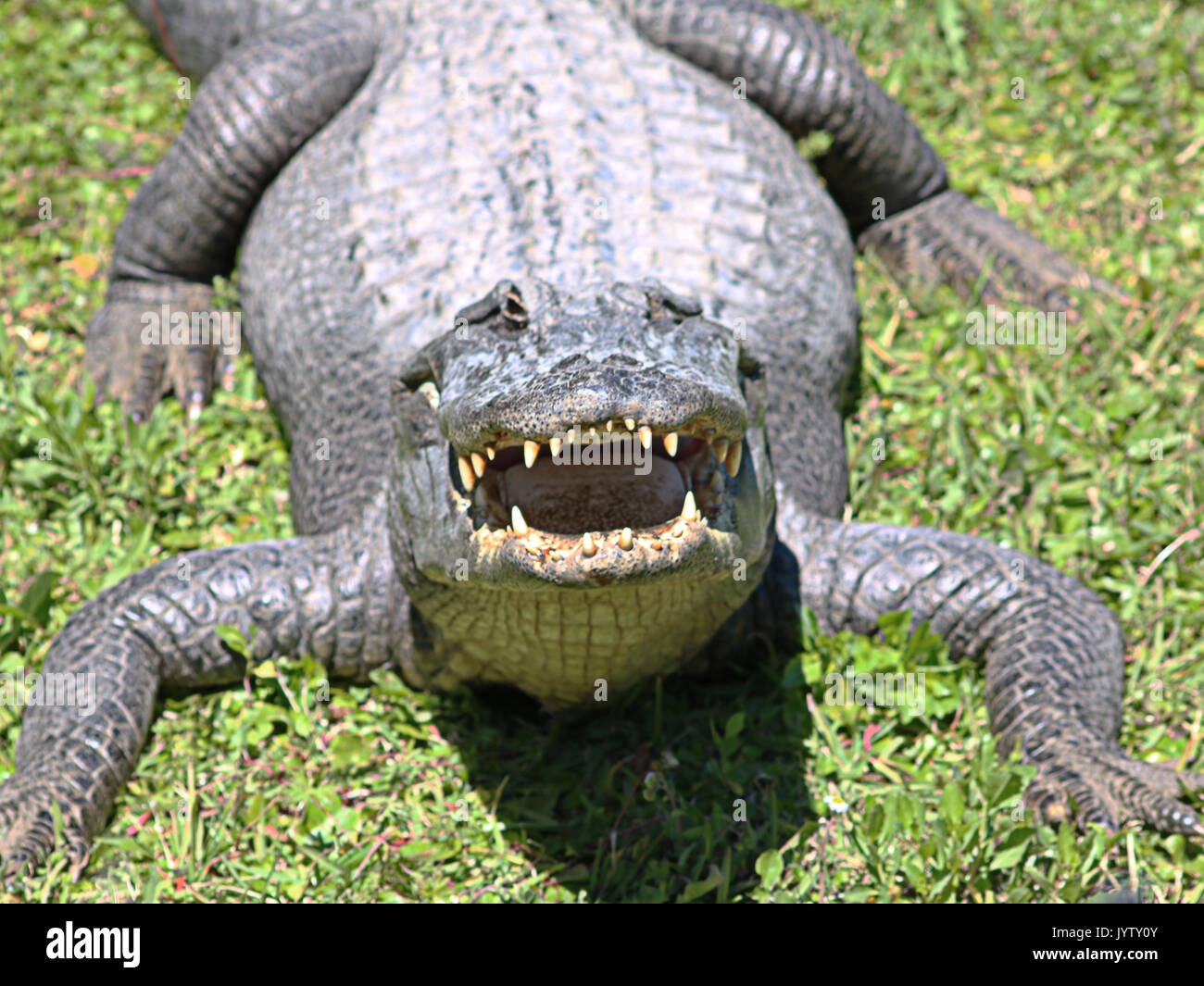 Alligator mit offenen Mund vor Stockfoto