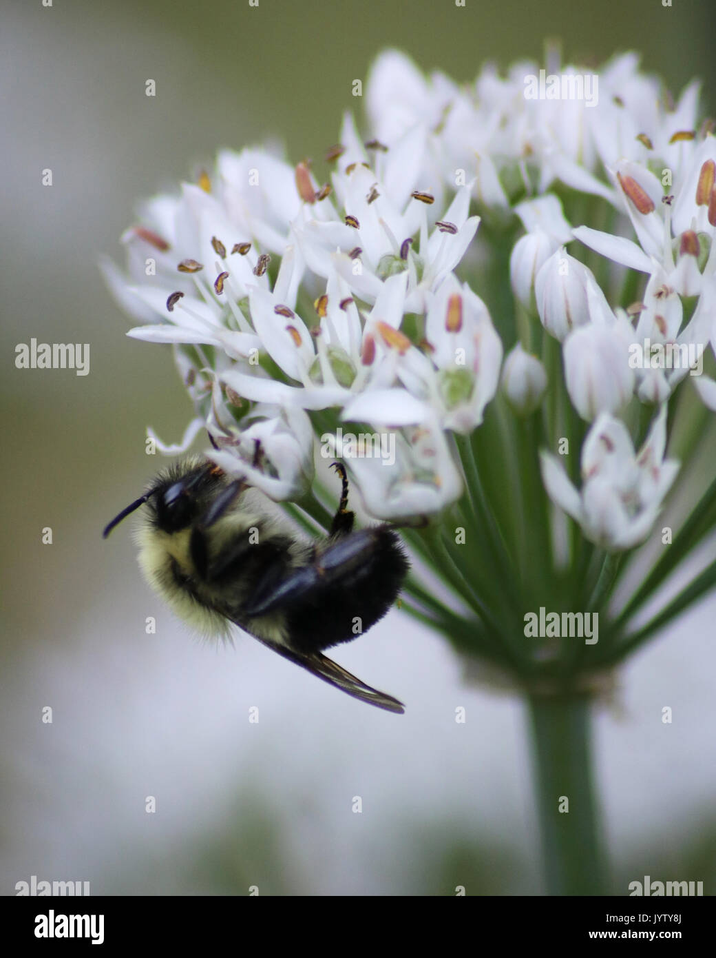 Östlichen Tischler Biene auf ziemlich weiß Knoblauch Pflanzen Blumen Stockfoto
