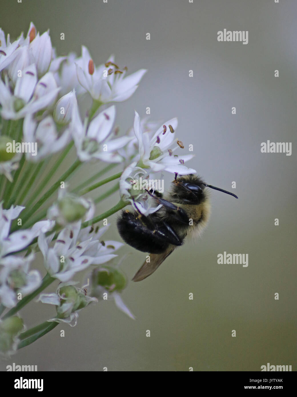 Tischler Biene auf Weißer Knoblauch Pflanzen Stockfoto