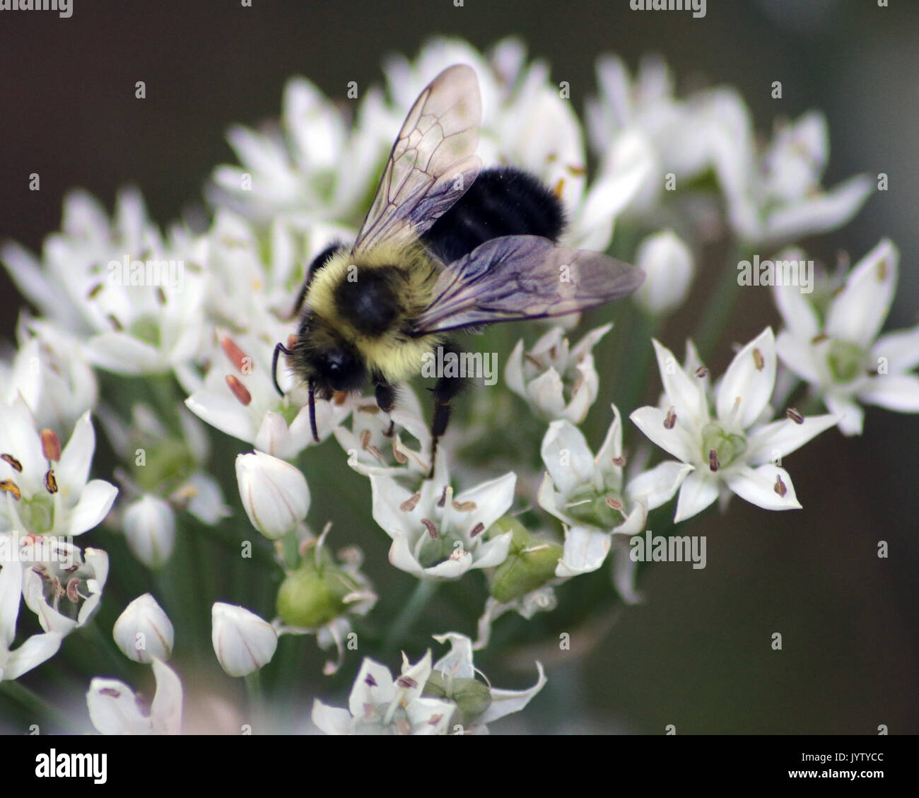 Östlichen Tischler Biene auf Weißer Knoblauch Blumen Stockfoto