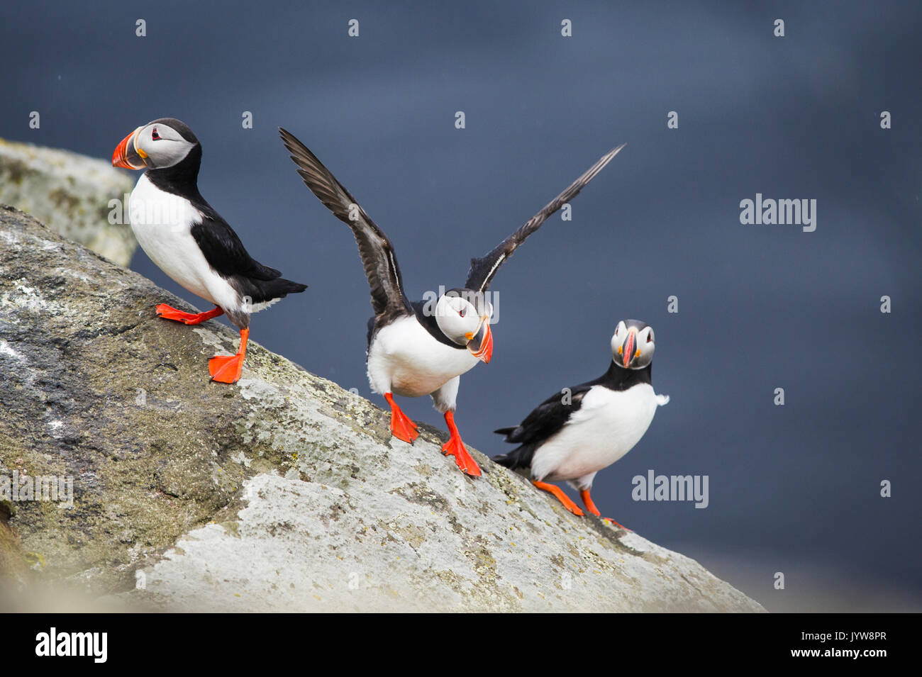 Ingolfshofdi, südlichen Island. Atlantic Papageientaucher. Stockfoto