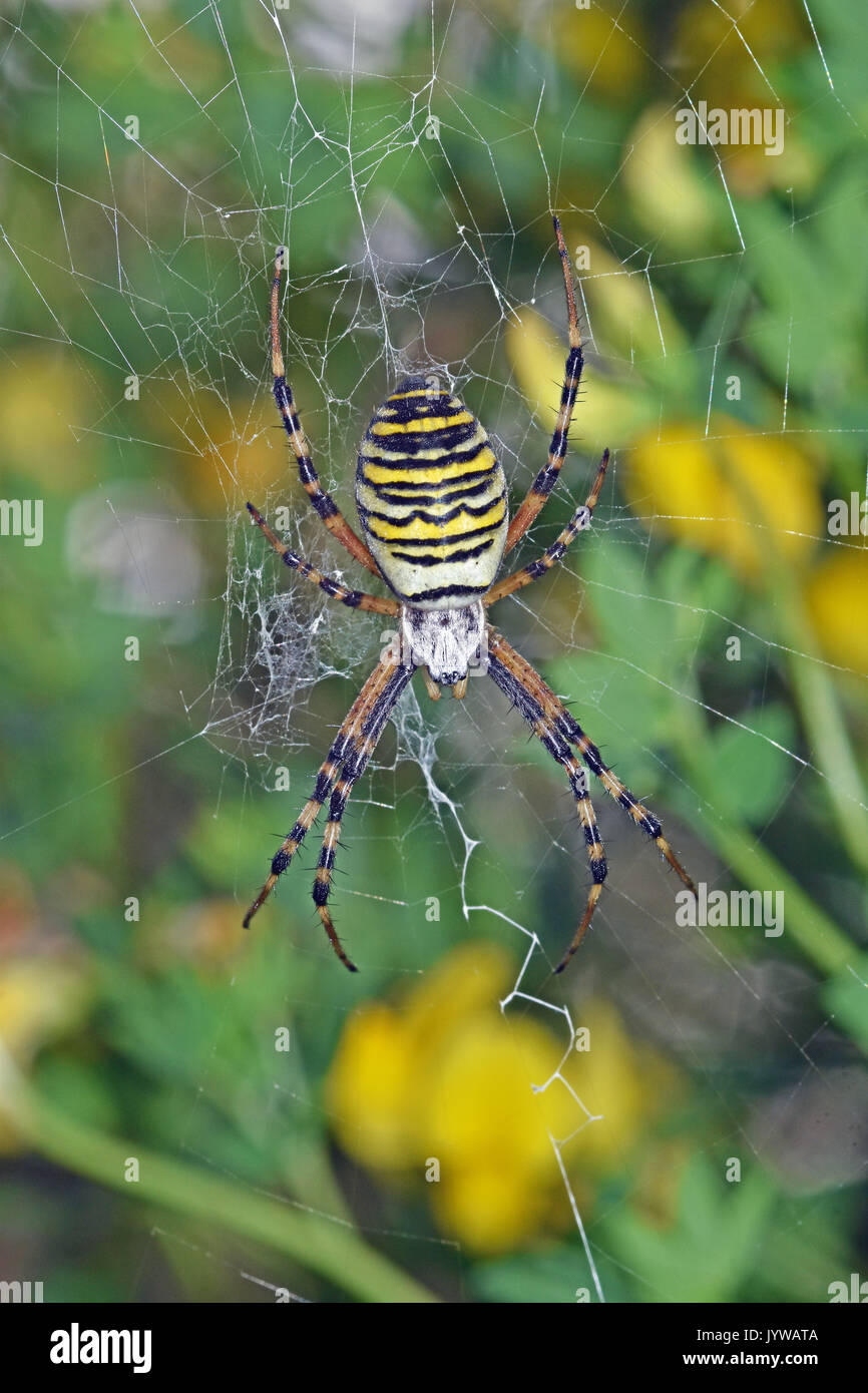 Wasp spider (Argiope Bruennichi), Buchse Stockfoto