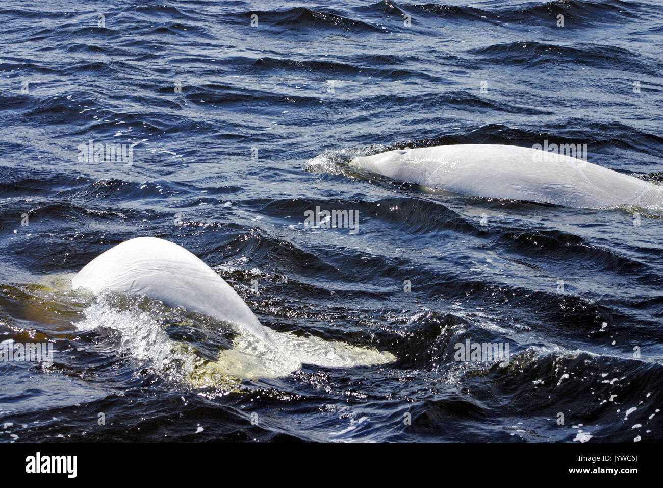 Beluga oder weißen Wal (Delphinapterus leucas) in der Hudson Bay der Kanadischen sub-arktischen Stockfoto