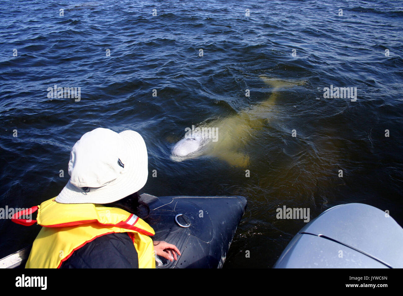 Freundlich Beluga oder weißen Wal (Delphinapterus leucas) in der Hudson Bay der Kanadischen sub-arktischen, nach den Sternzeichen Stockfoto