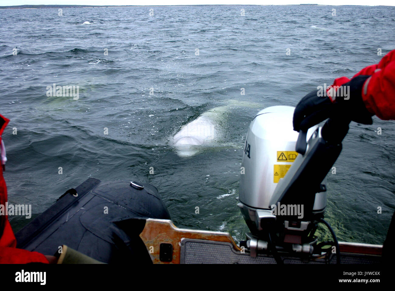 Freundlich Beluga oder weißen Wal (Delphinapterus leucas) in der Hudson Bay der Kanadischen sub-arktischen, nach den Sternzeichen Stockfoto
