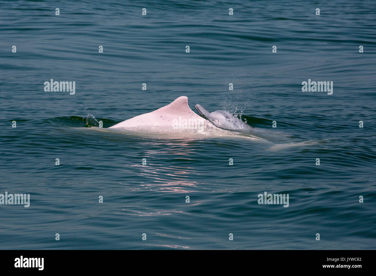 Indopazifik Buckelwale Dolphin (Sousa chinensis), Mutter und Baby in HK Gewässern. Stockfoto