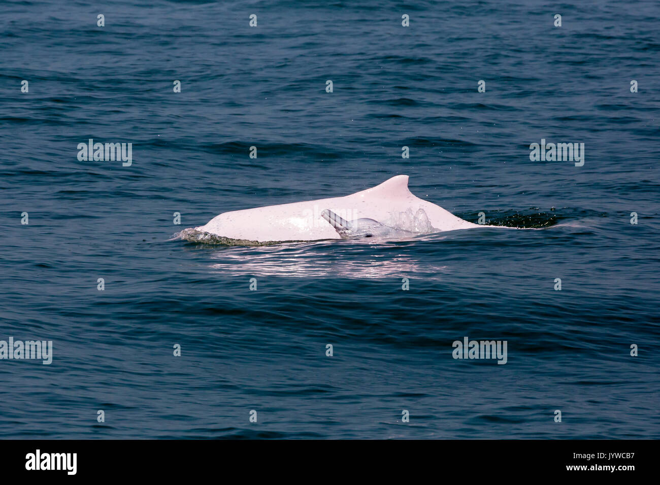 Indopazifik Buckelwale Dolphin (Sousa chinensis), Mutter und Baby in HK Gewässern. Stockfoto