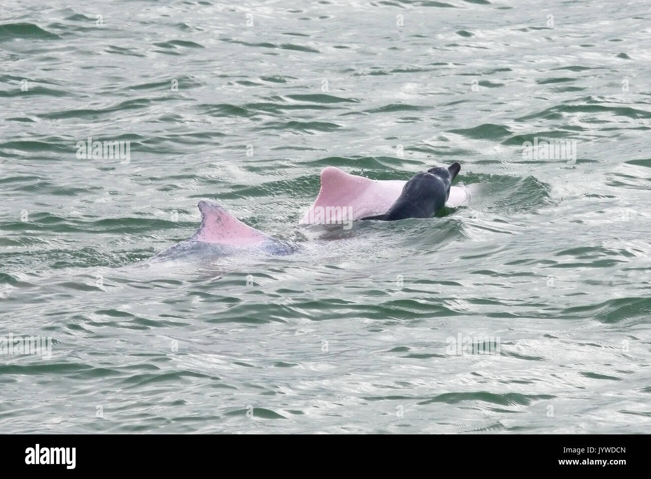Indopazifik Buckelwale Dolphin (Sousa chinensis), Mutter und Neugeborenes Baby mit fötalem Falten in HK Gewässern. Stockfoto