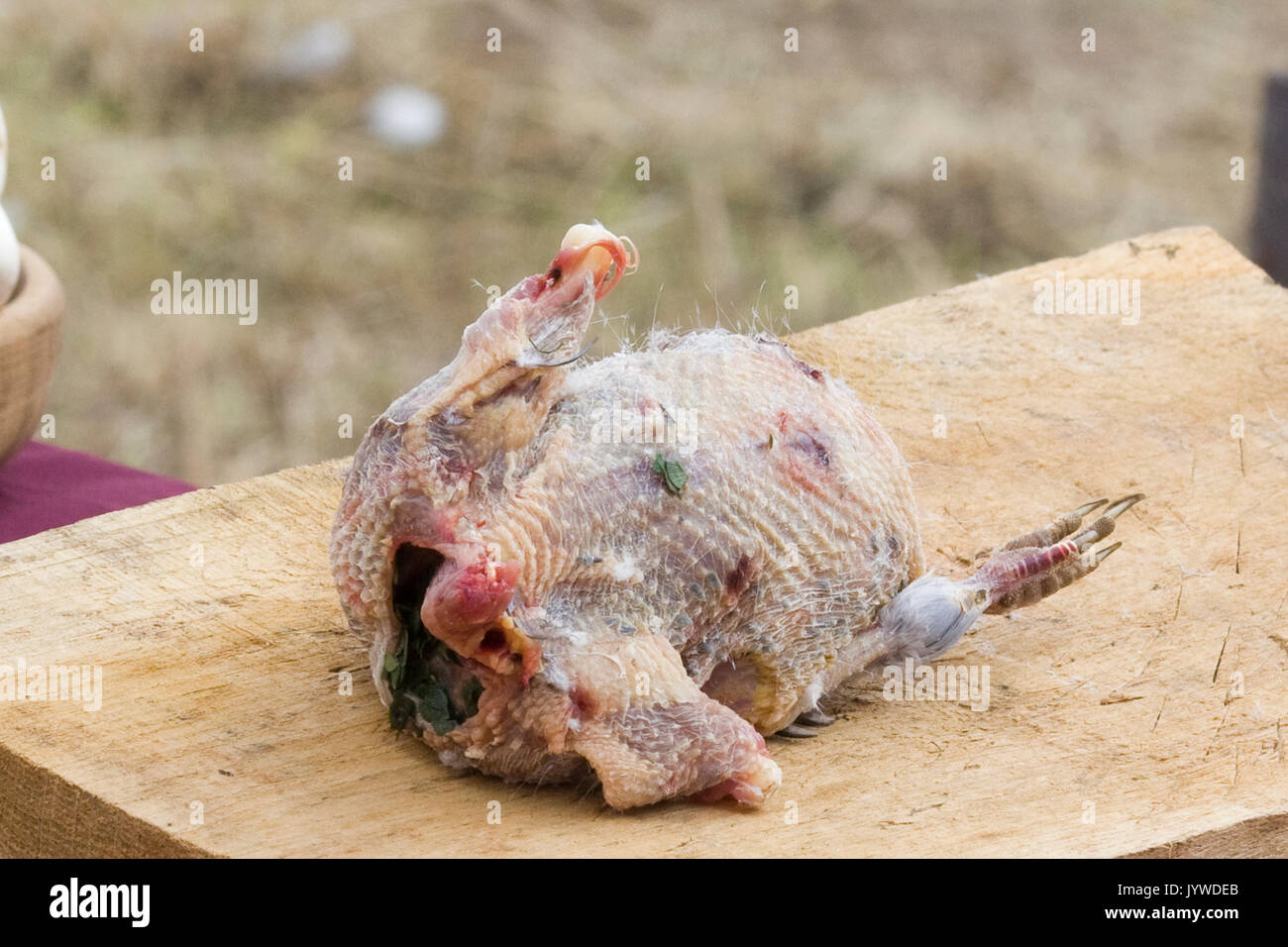 Vorbereitung einer Taube für das Kochen im Mittelalter Stockfoto