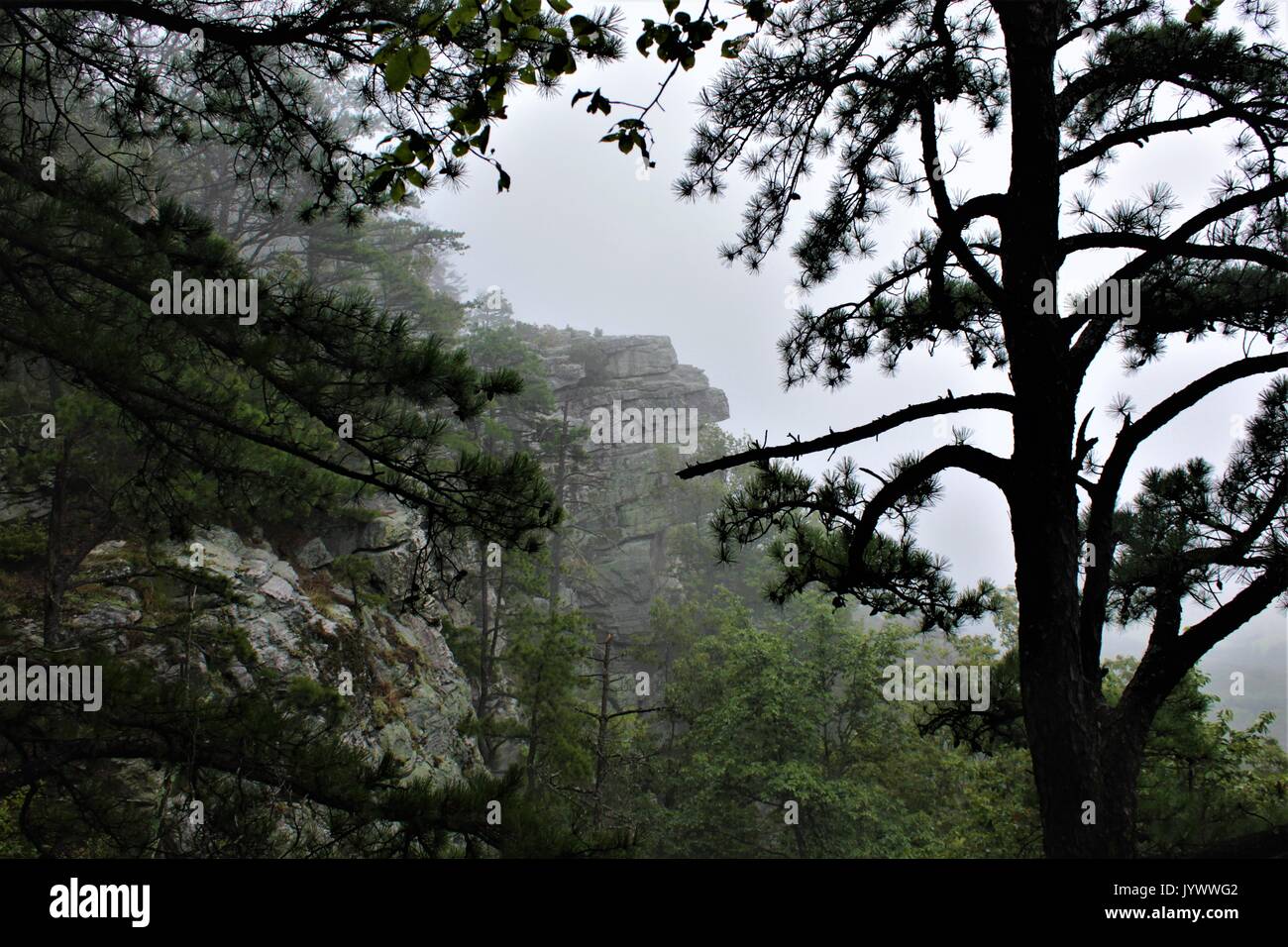 Bergblick zwischen Bäumen. Stockfoto
