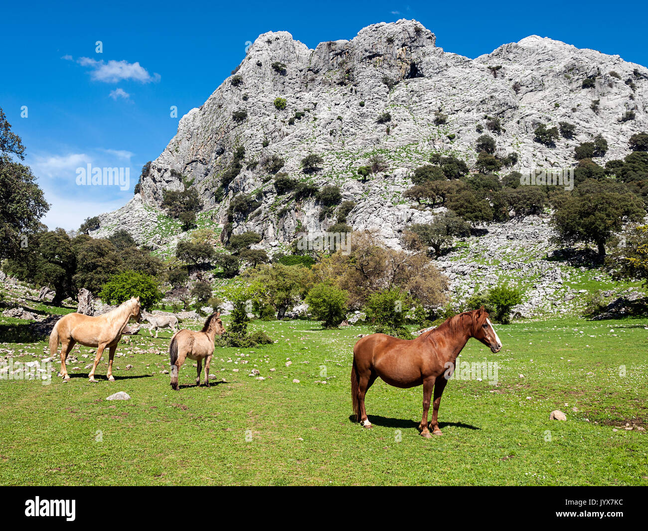 Andalusien-Landschaft Stockfoto