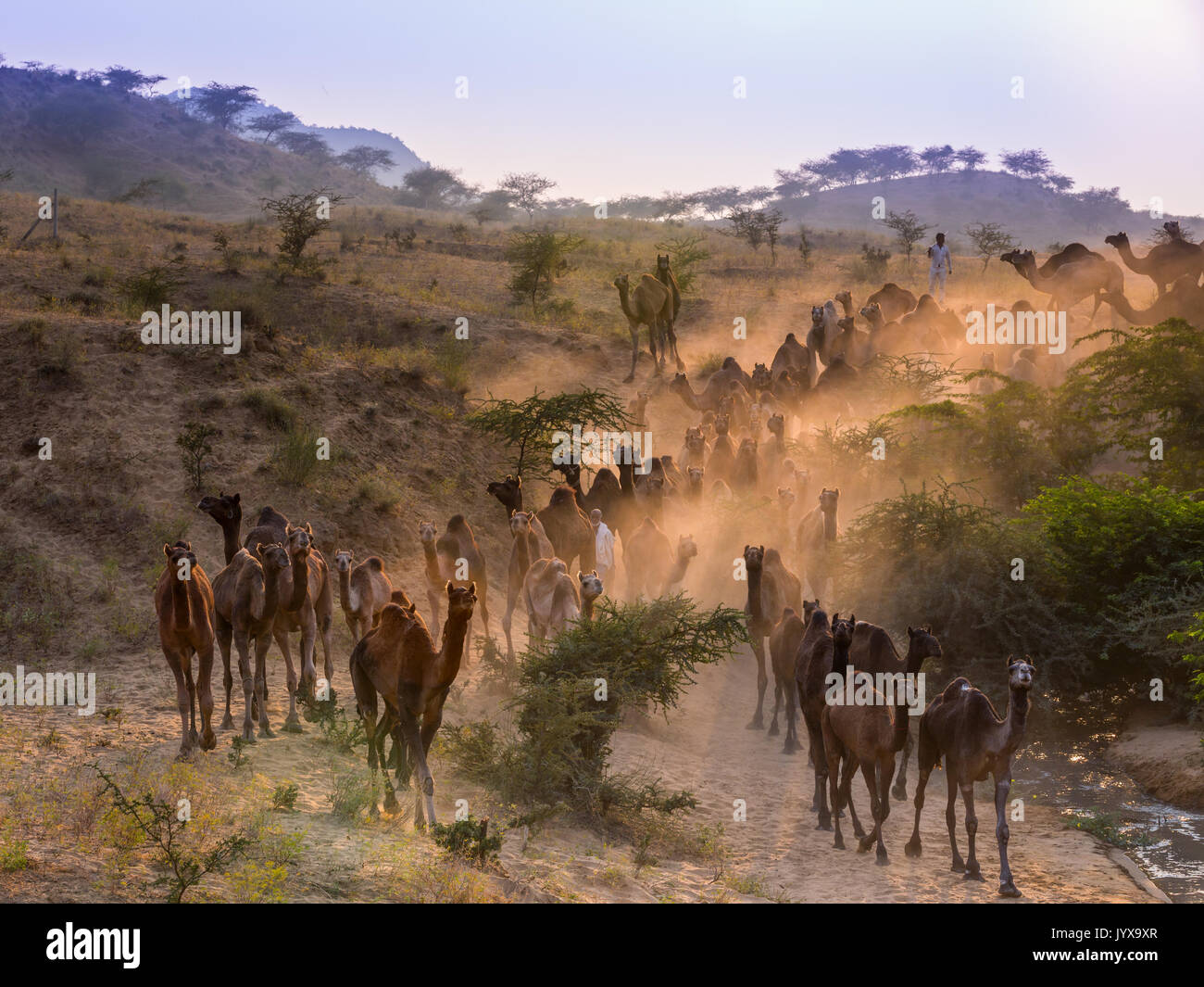 Kamele auf dem Weg nach Pushkar Mela bei Sonnenuntergang, Kamelmarkt, Pushkar, Rajasthan, Indien Stockfoto