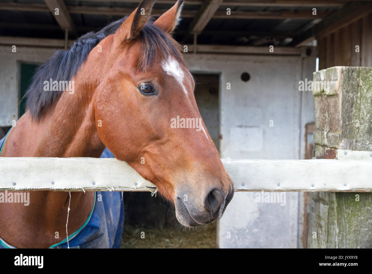 Braunes Pferd im offenen Stall Stockfoto