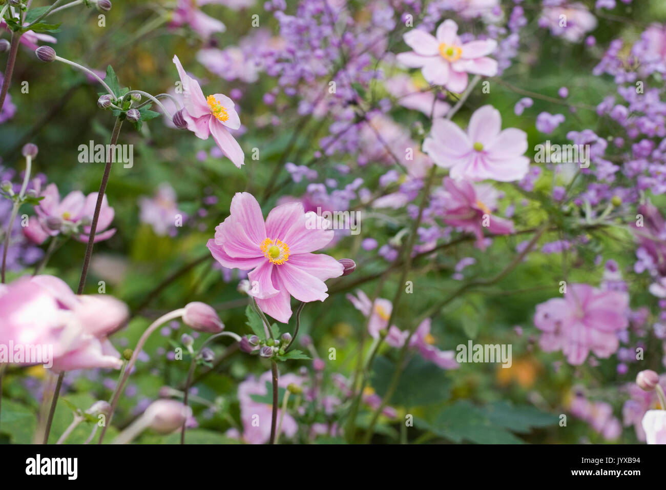 Japanische Anemonen und Thalictrum delayavi in einem staudenbeet wächst. Stockfoto