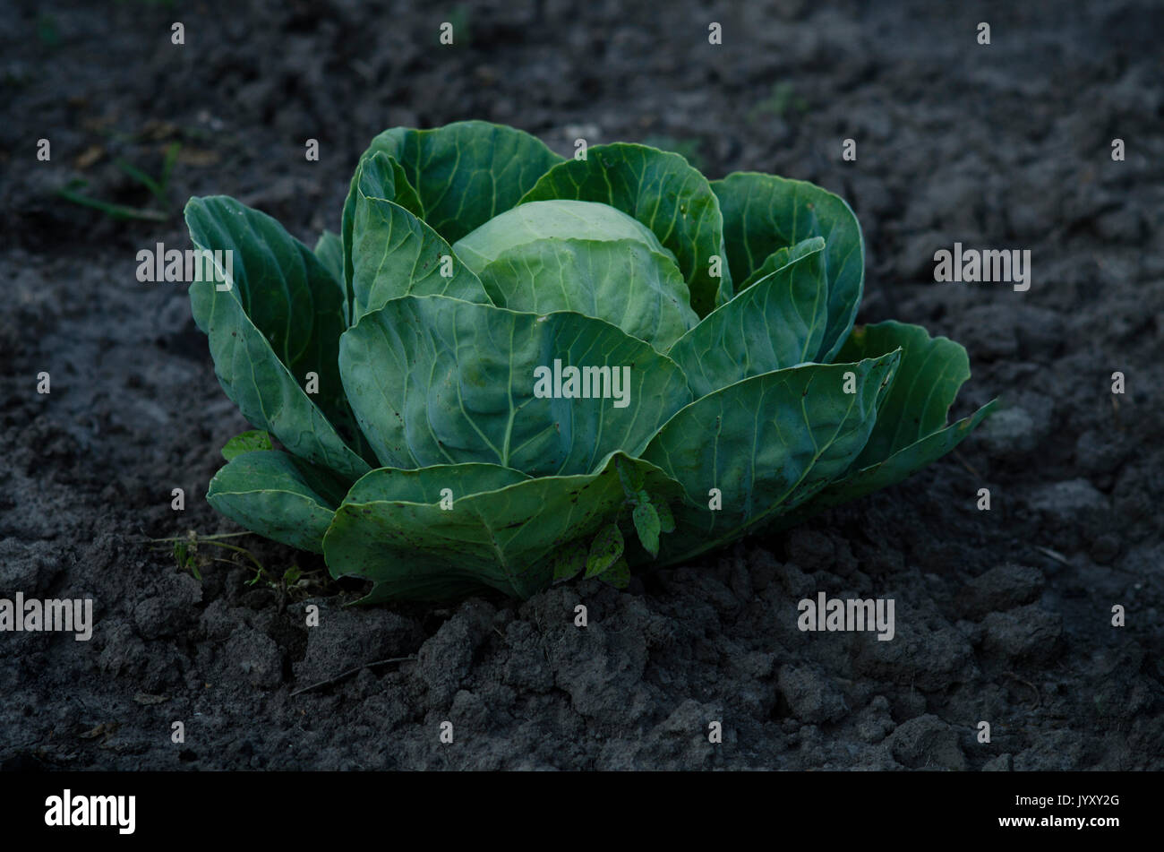 Frischer Kohl Kopf wächst auf der Farm. Stockfoto