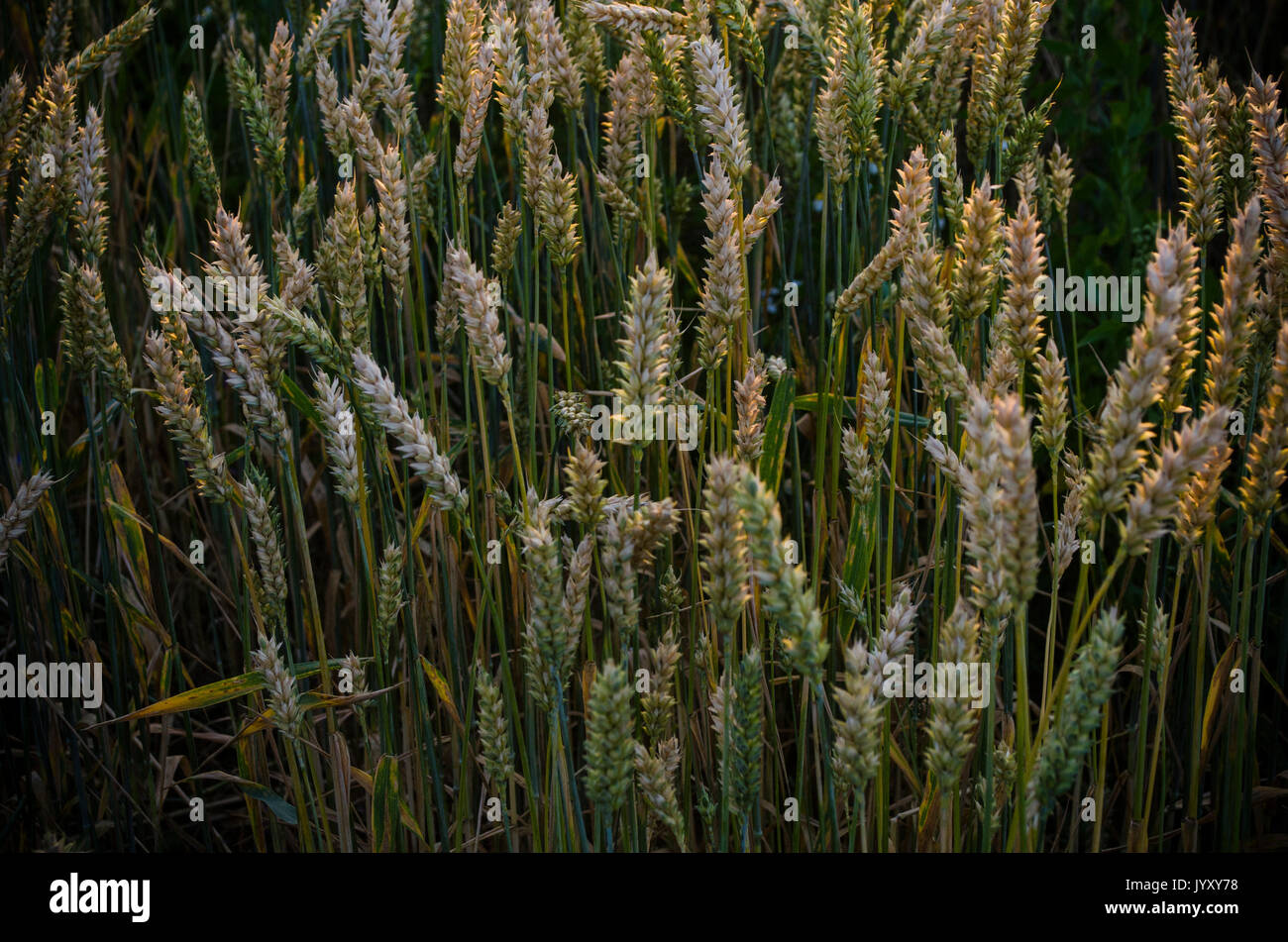 Sonnenuntergang im Sommer, Weizenfeld spikes Stockfoto