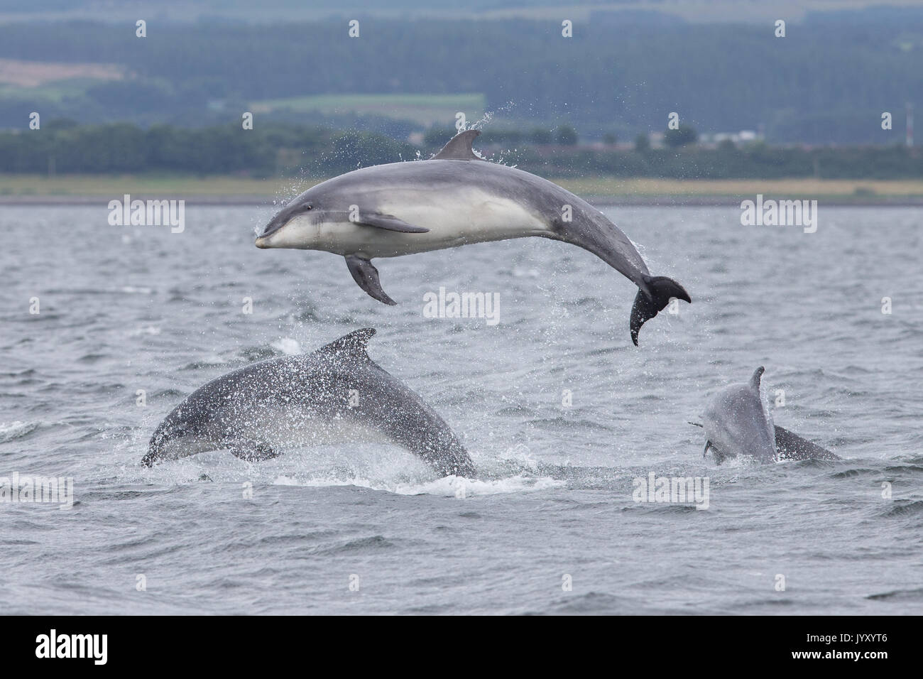 Tümmler Verletzung in den Gewässern des Moray Firth, in der Nähe der Chanonry Point, in den schottischen Highlands. Stockfoto